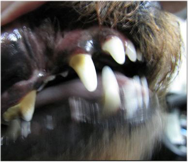 снятие зубного камня у собаки